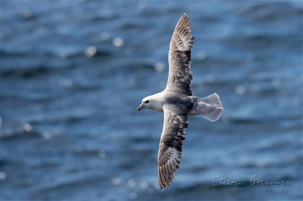 Northern Fulmar (Fulmarus glacialis)