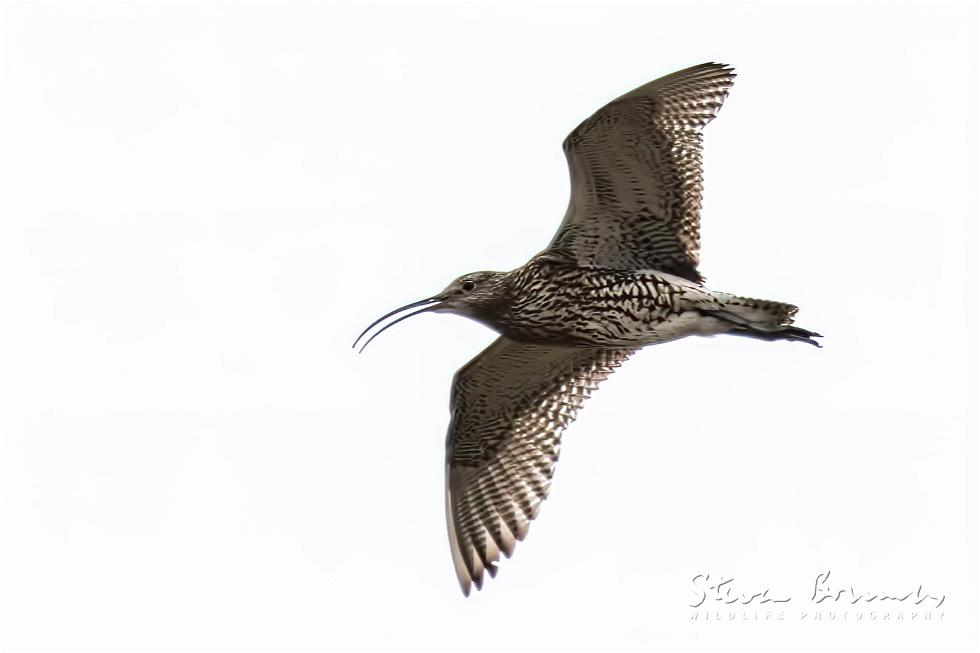 Eurasian Curlew (Numenius arquata)