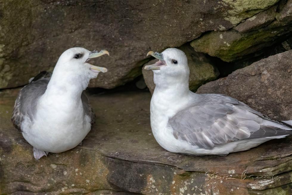 Northern Fulmar (Fulmarus glacialis)