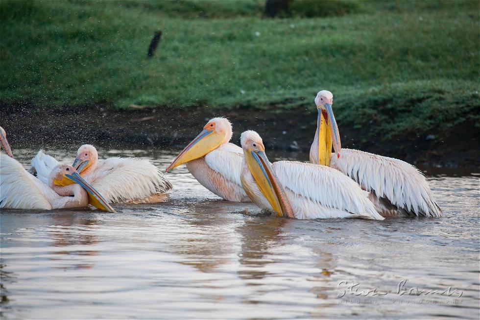 Great White Pelican (Pelecanus onocrotalus)