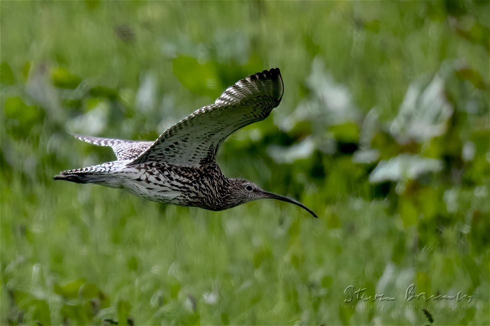 Eurasian Curlew (Numenius arquata)