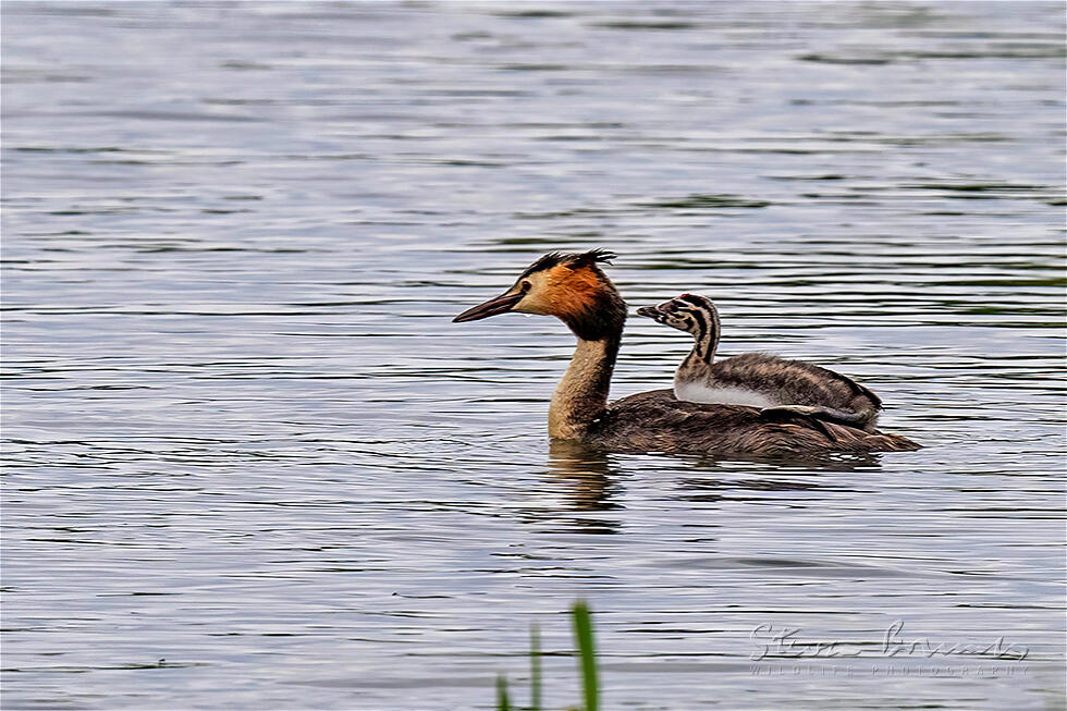 Great Crested Grebe (Podiceps cristatus)