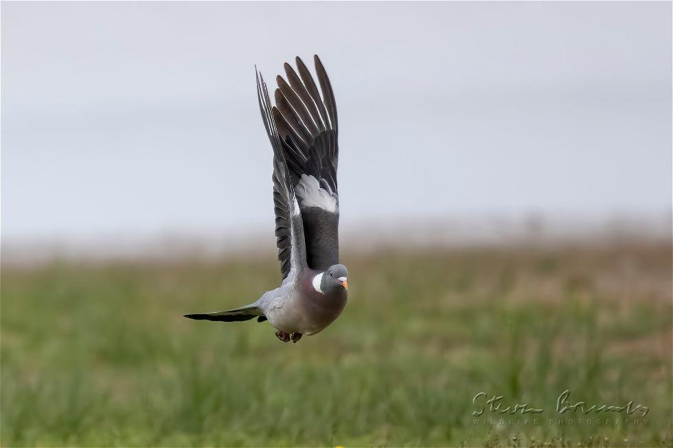 Common Wood Pigeon (Columba palumbus)