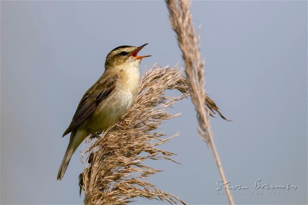 Sedge Warbler (Acrocephalus schoenobaenus)