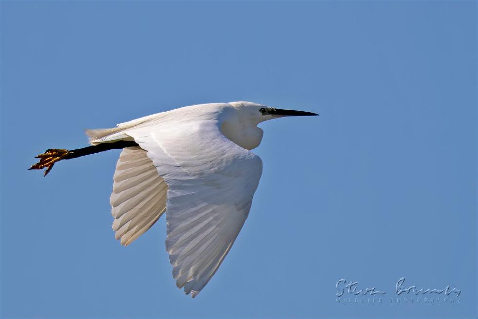 Little Egret (Egretta garzetta)