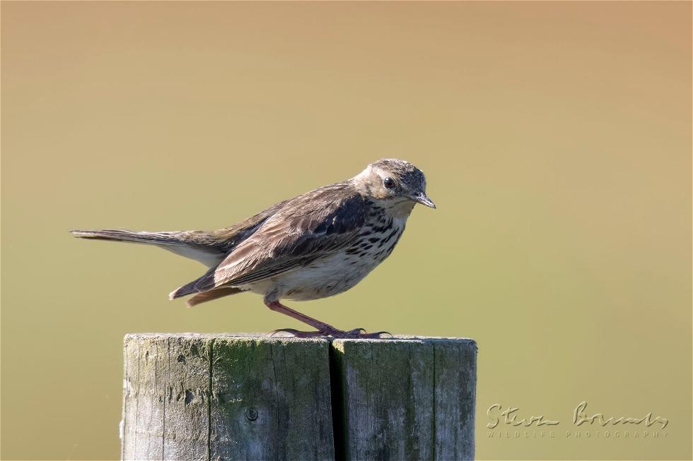 Eurasian Skylark (Alauda arvensis)