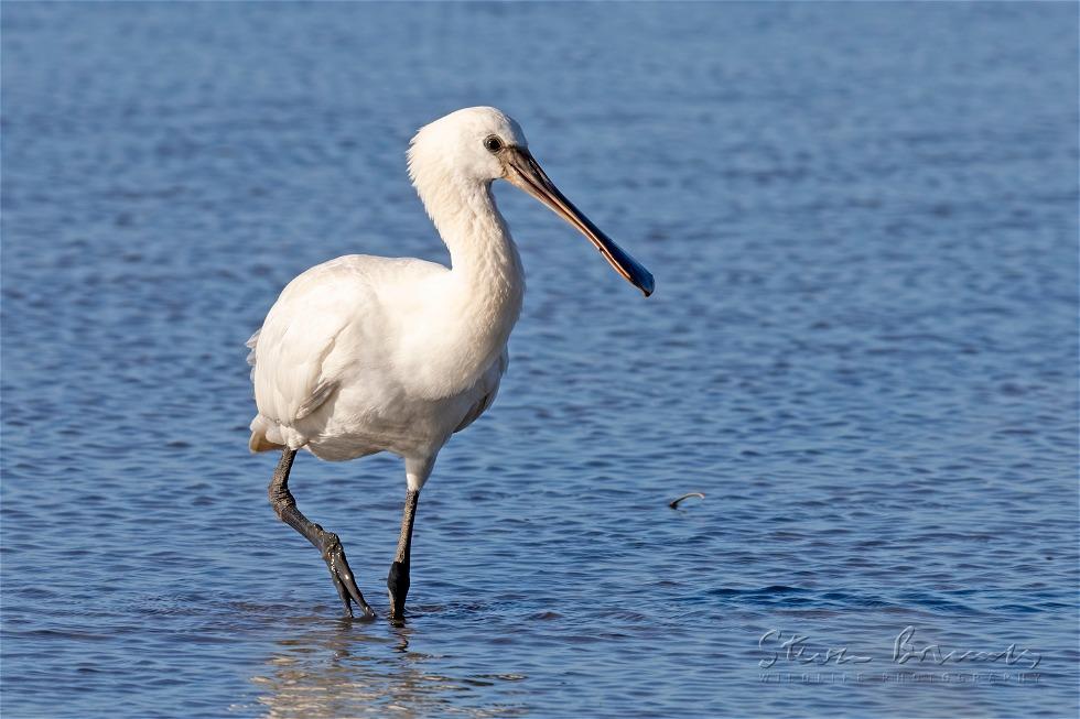 Eurasian Spoonbill (Platalea leucorodia)