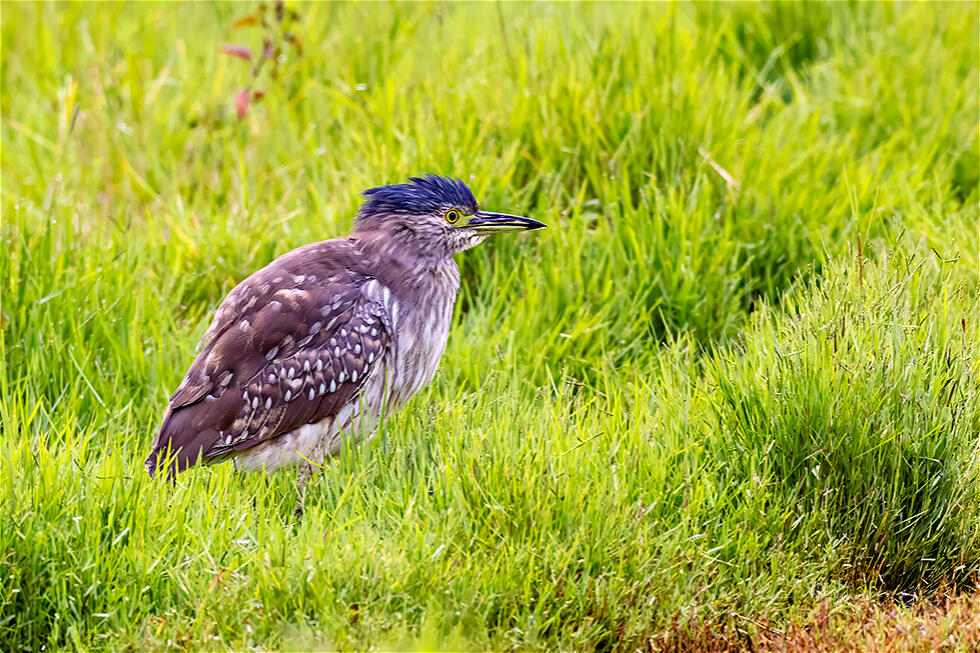 Nankeen Night Heron (Nycticorax caledonicus)