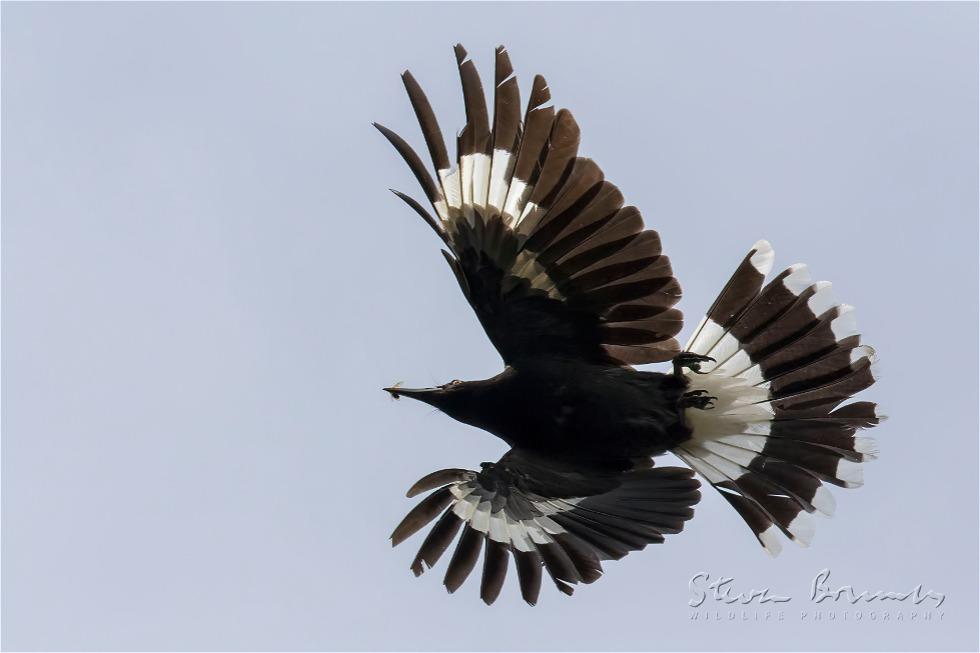 Pied Currawong (Strepera graculina)