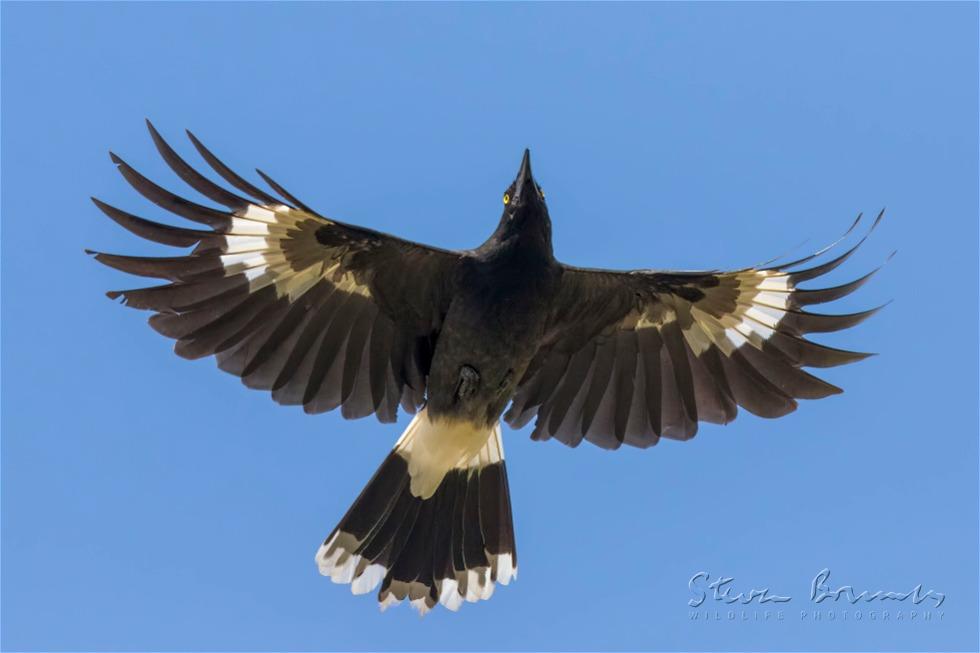 Pied Currawong (Strepera graculina)