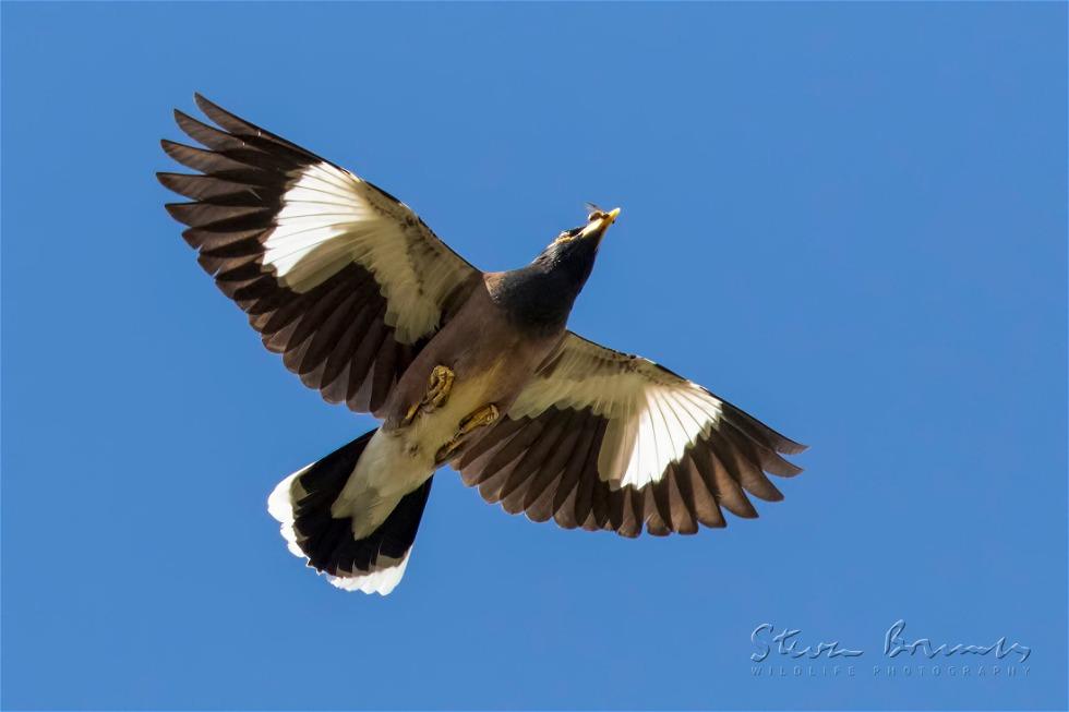 Pied Currawong (Strepera graculina)