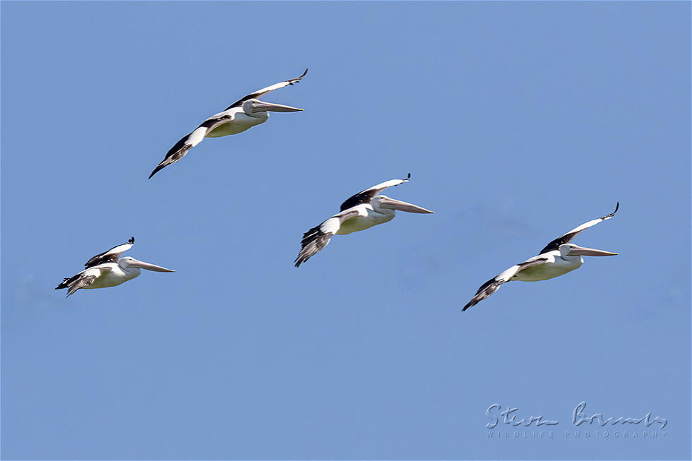 Australian Pelican (Pelecanus conspicillatus)