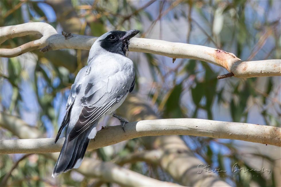 Black-faced Cuckooshrike (Coracina novaehollandiae)