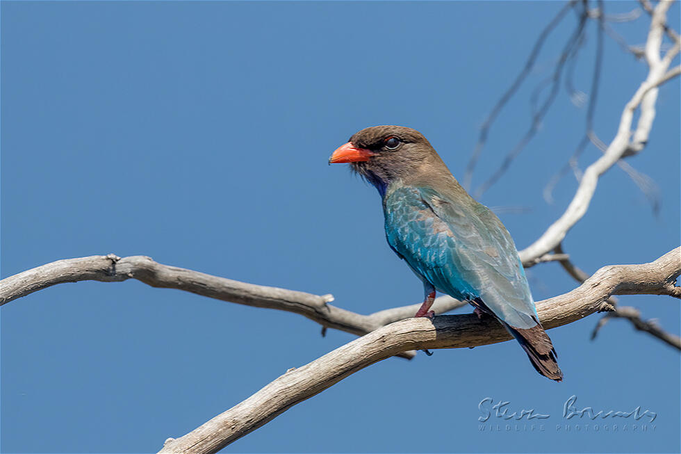 Oriental Dollarbird (Eurystomus orientalis)