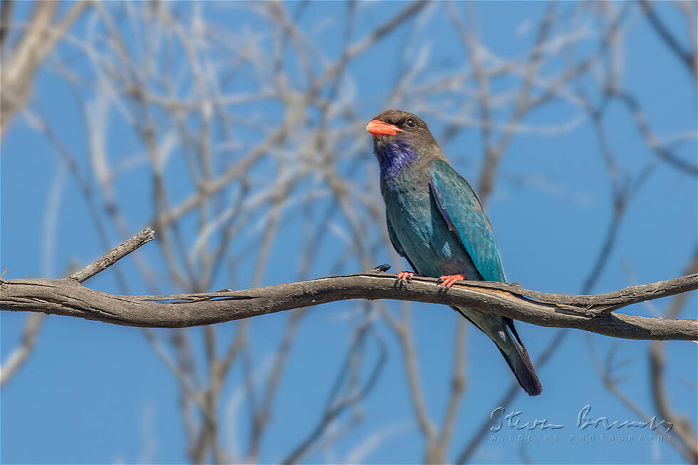 Oriental Dollarbird (Eurystomus orientalis)