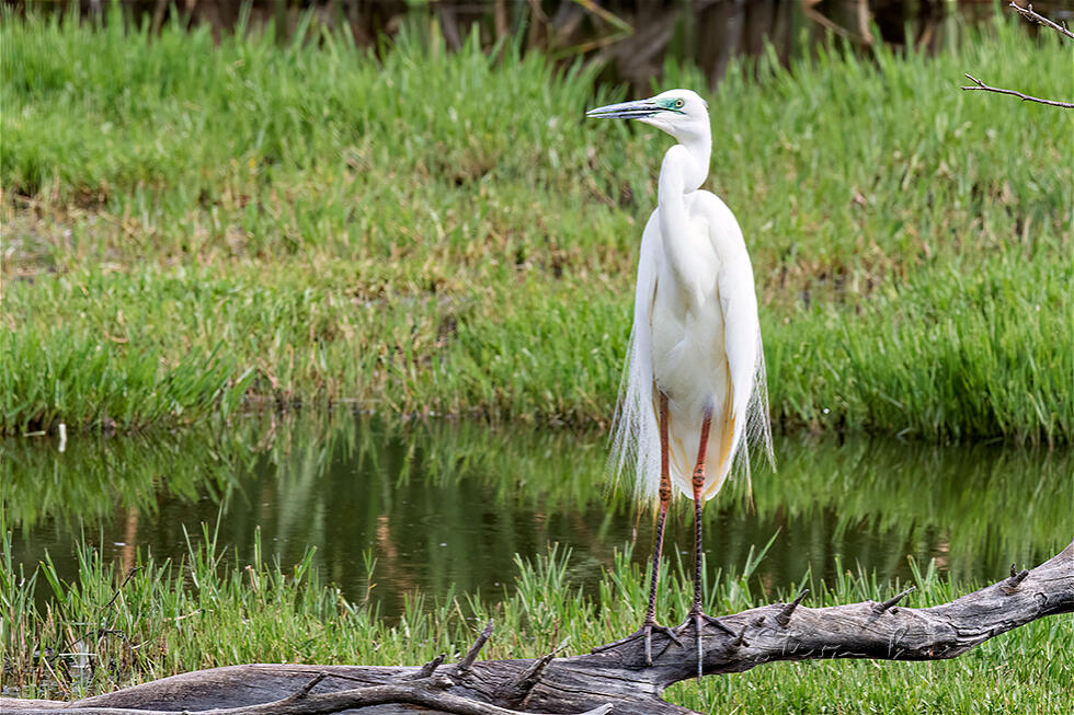 Great Egret (Ardea alba)