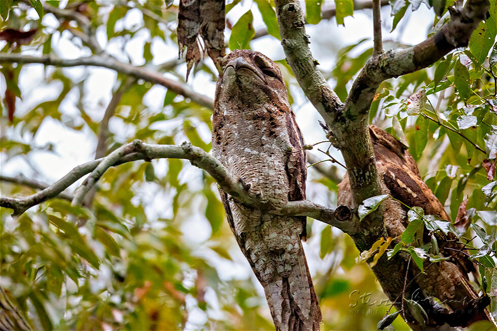 Papuan Frogmouth (Podargus papuensis)