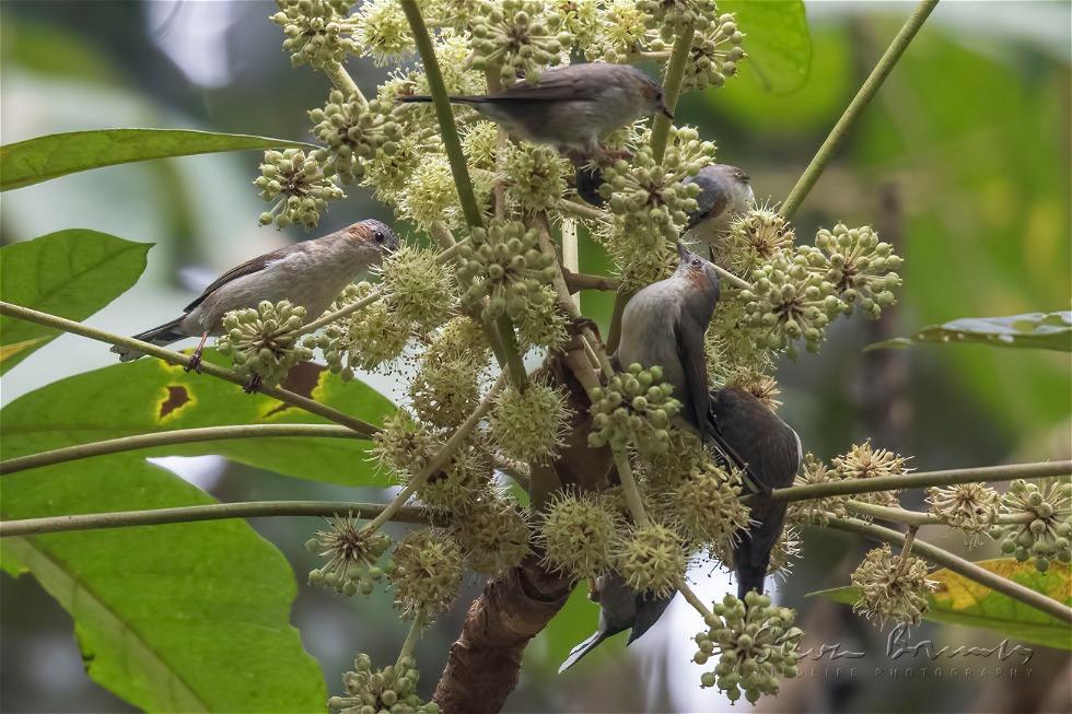 Striated Yuhina (Yuhina castaniceps)