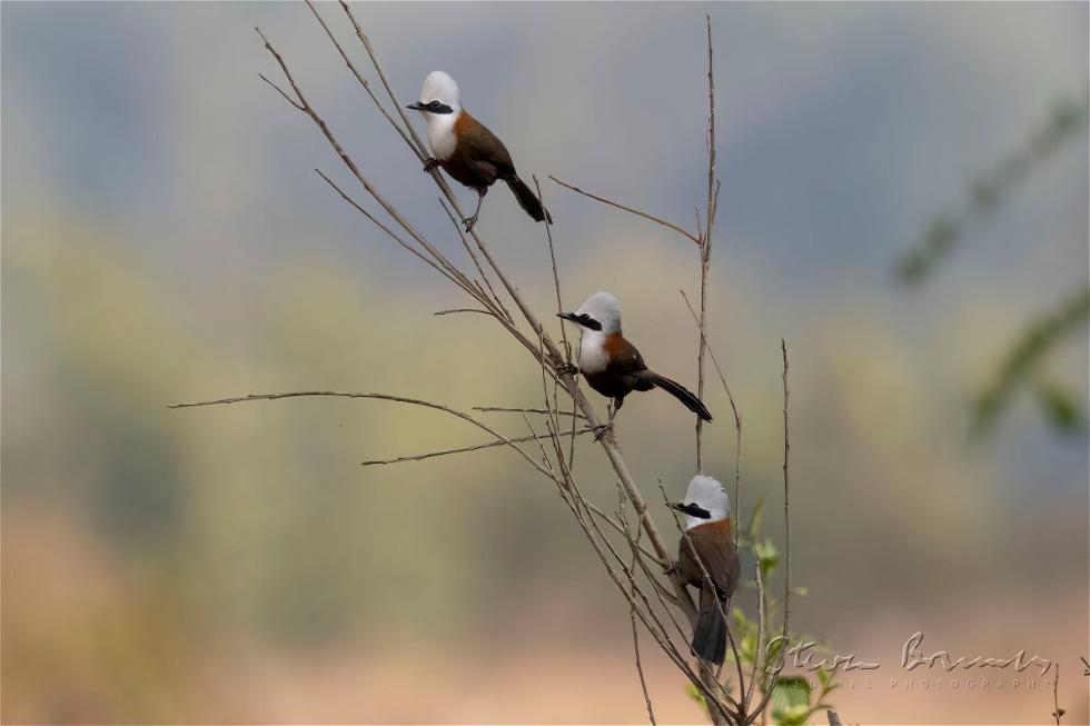 White-crested Laughingthrush (Garrulax leucolophus)