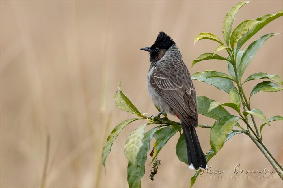 Red-vented Bulbul (Pycnonotus cafer)