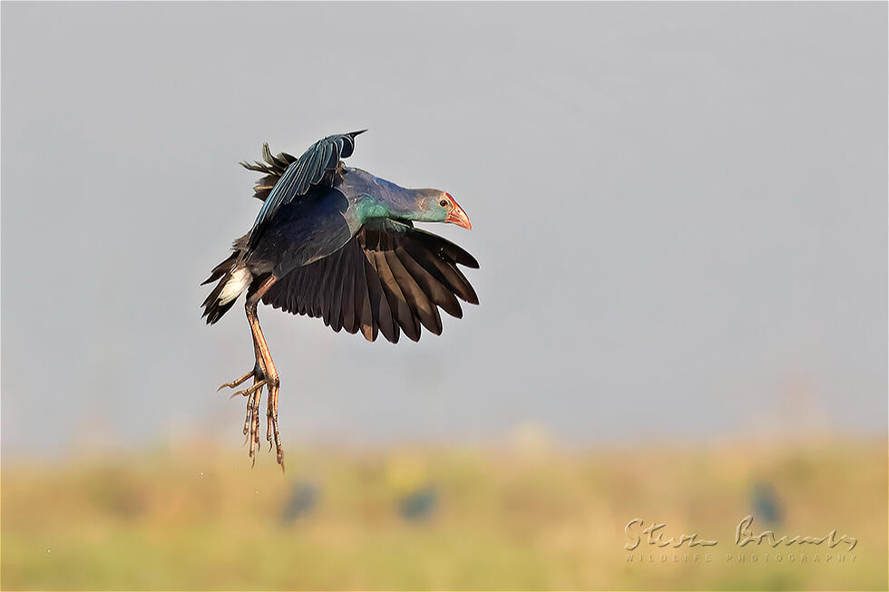 Grey-headed Swamphen (Porphyrio poliocephalus)