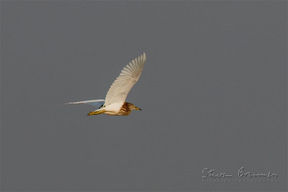 Indian Pond Heron (Ardeola grayii)