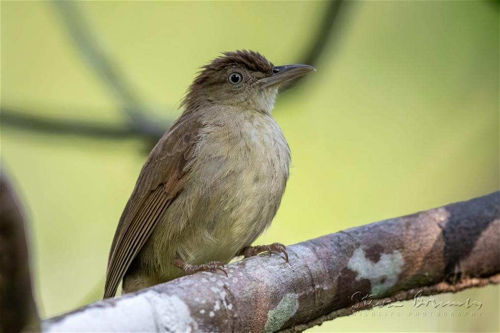 Buff-vented Bulbul (Iole crypta)