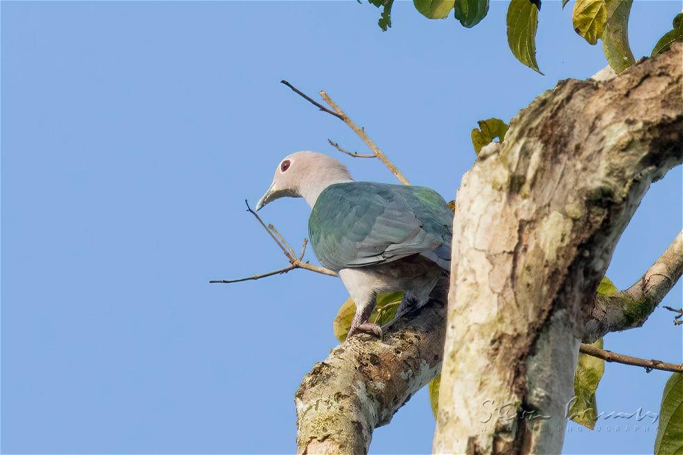 Green Imperial Pigeon (Ducula aenea)
