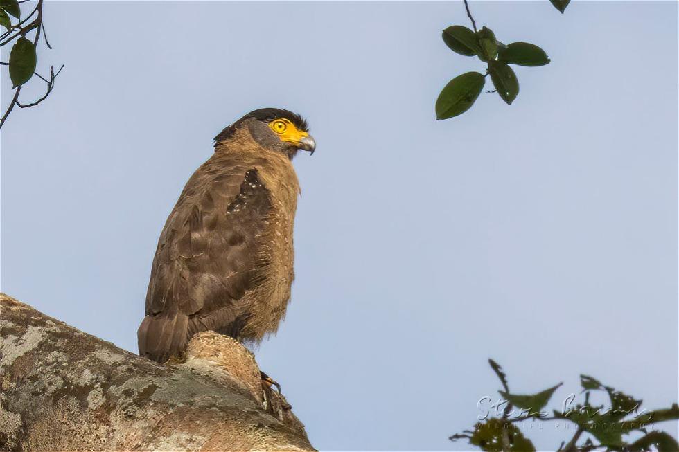 Crested Serpent Eagle (Spilornis cheela)