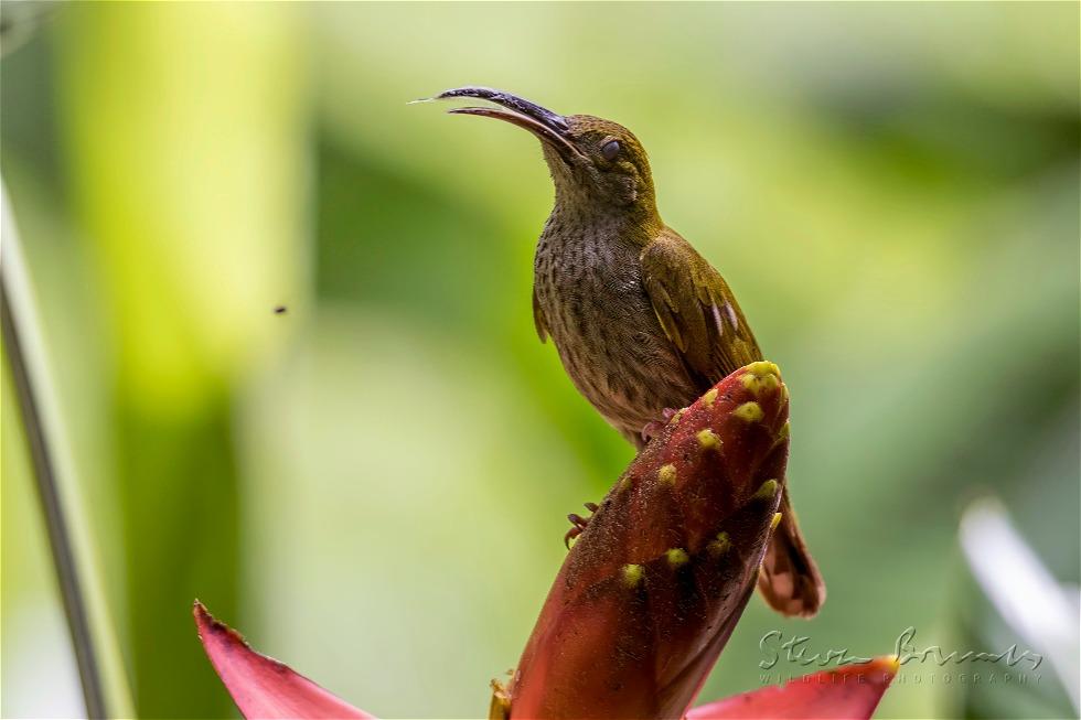 Bornean Spiderhunter (Arachnothera everetti)