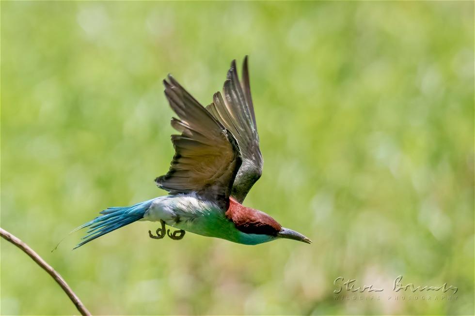 Blue-throated Bee-eater (Merops viridis)