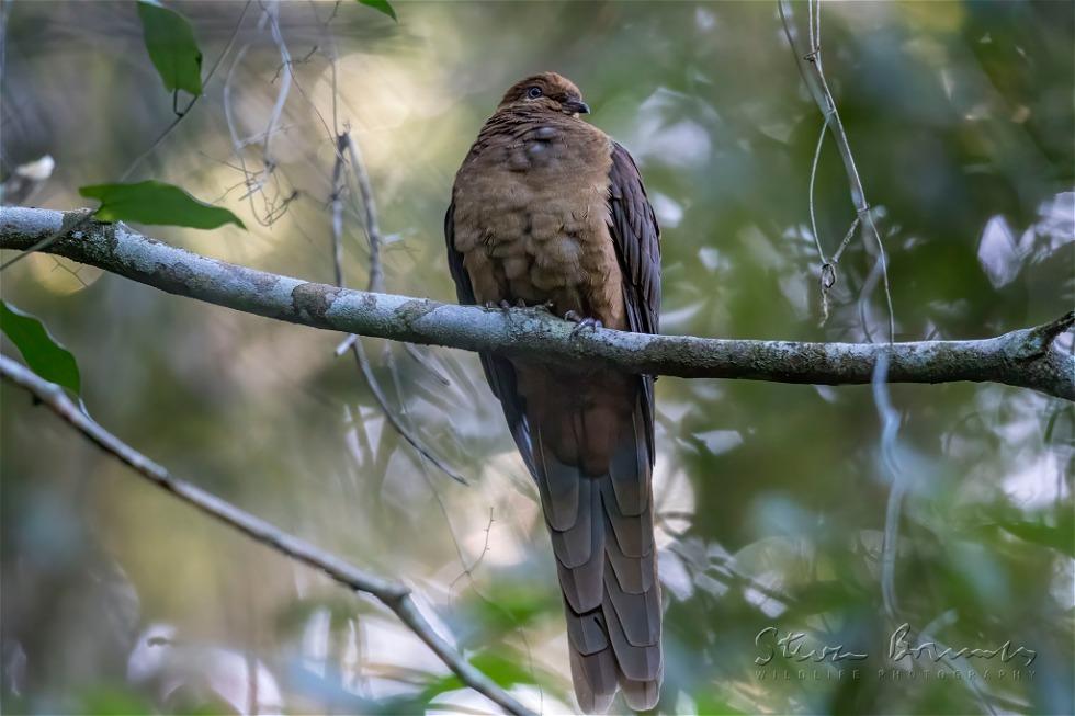 Brown Cuckoo-Dove (Macropygia phasianella)