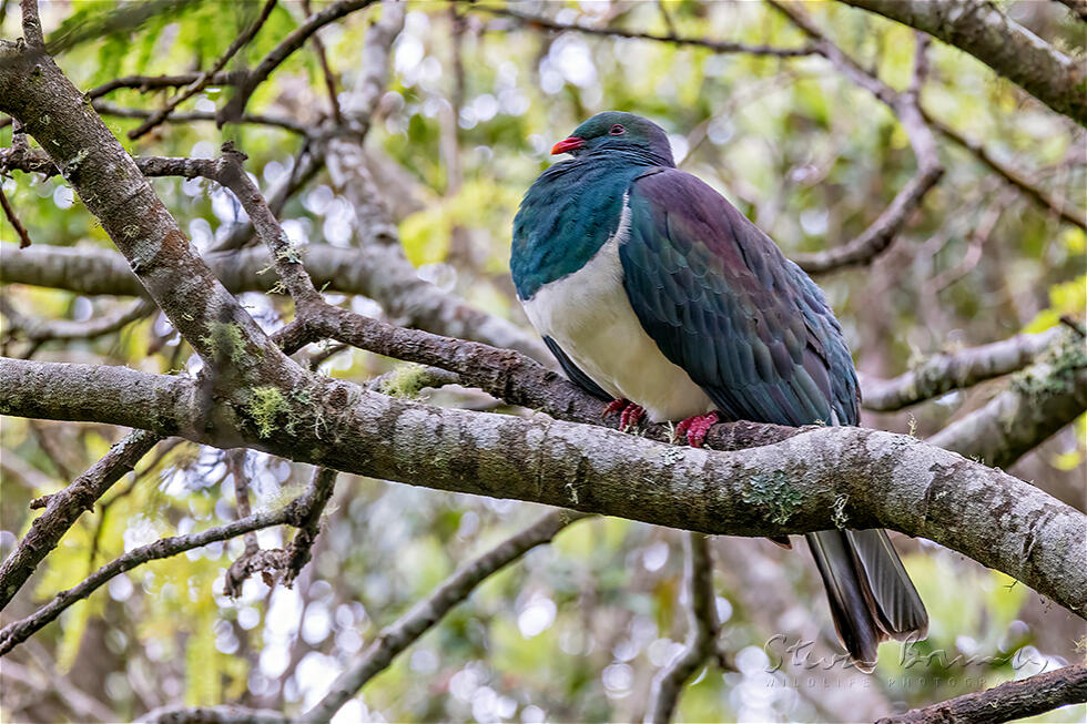 New Zealand Pigeon (Hemiphaga novaeseelandiae)