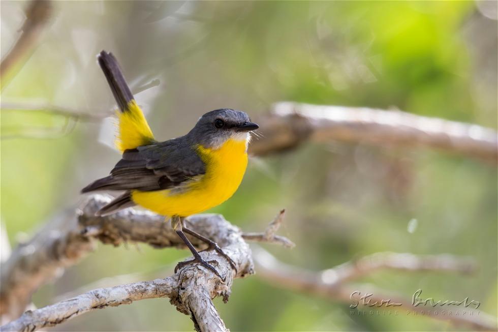 Eastern Yellow Robin (Eopsaltria australis)