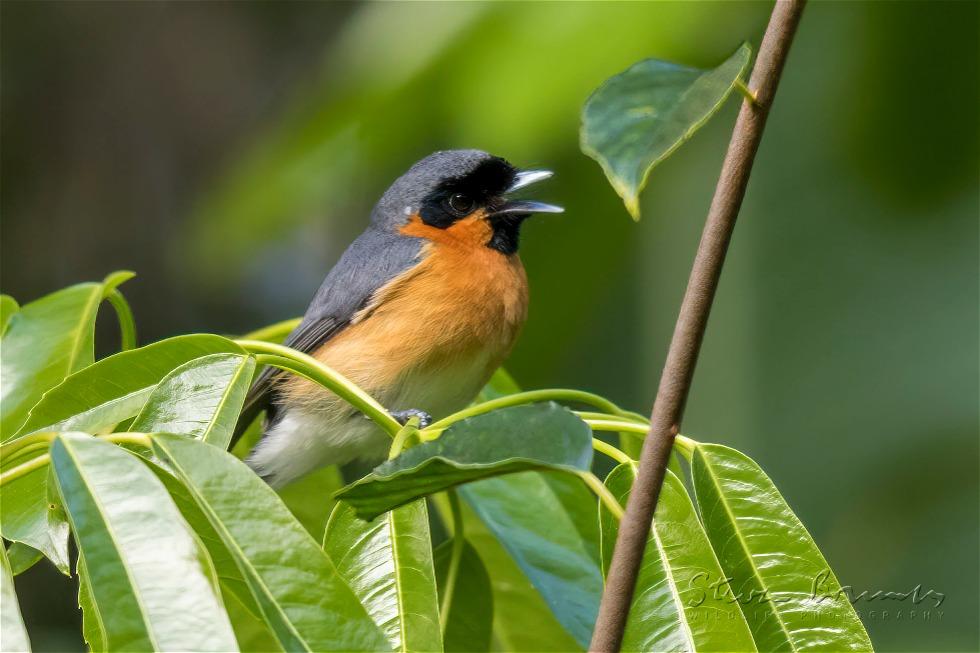 Spectacled Monarch (Symposiachrus trivirgatus)