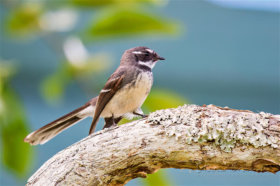 Grey Fantail (Rhipidura albiscapa)