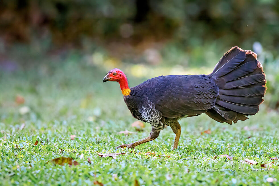 Australian Brushturkey (Alectura lathami)