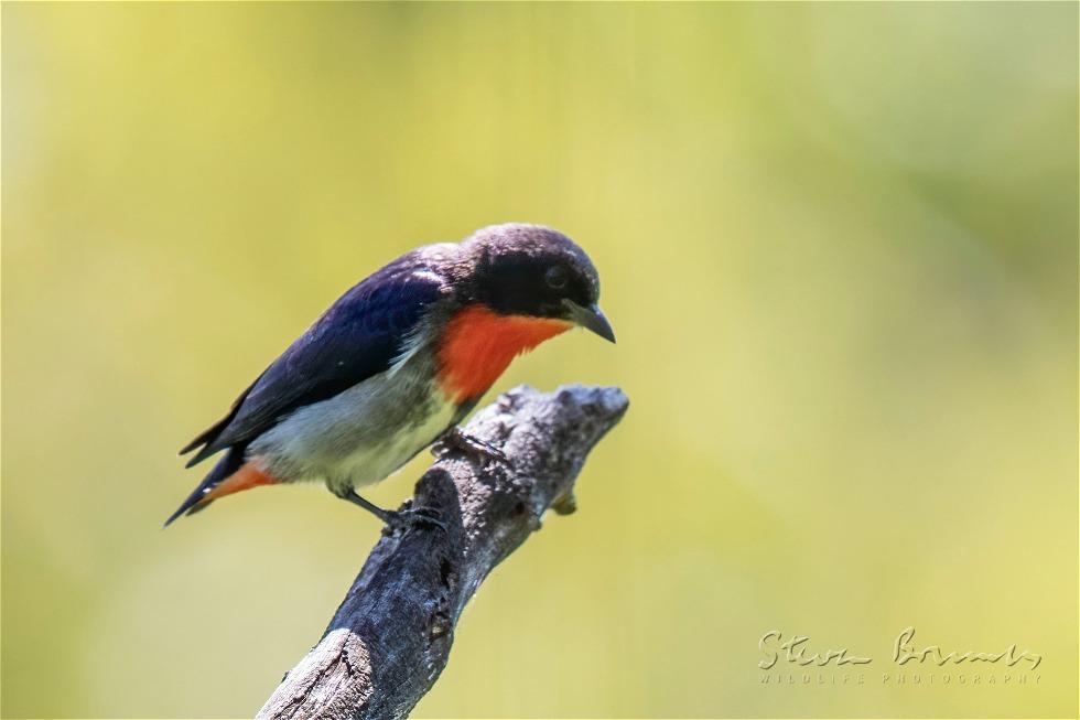 Mistletoebird (Dicaeum hirundinaceum)