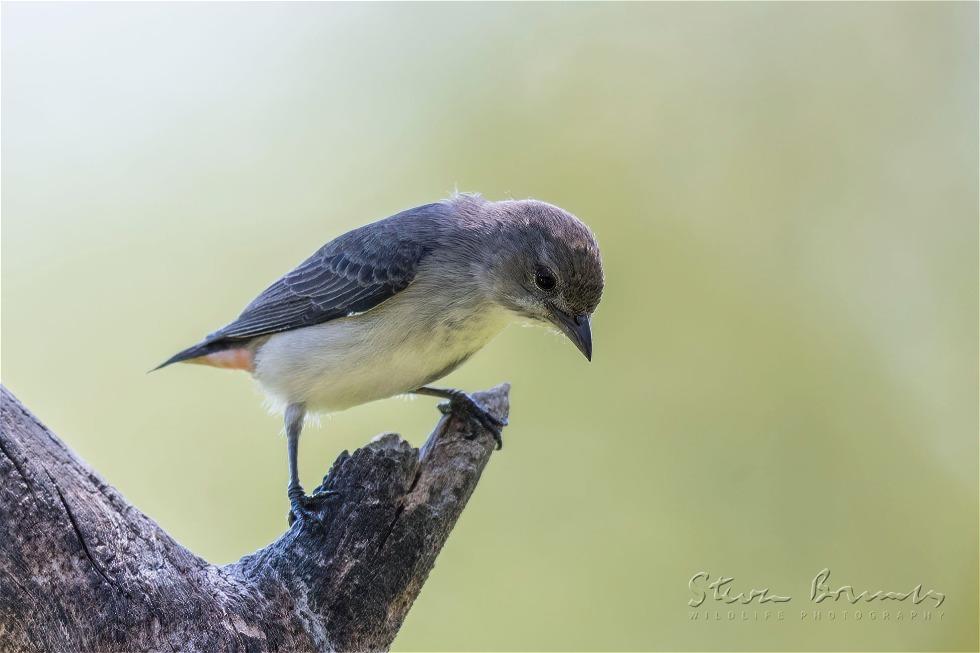 Mistletoebird (Dicaeum hirundinaceum)