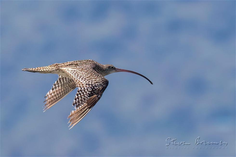 Far Eastern Curlew (Numenius madagascariensis)