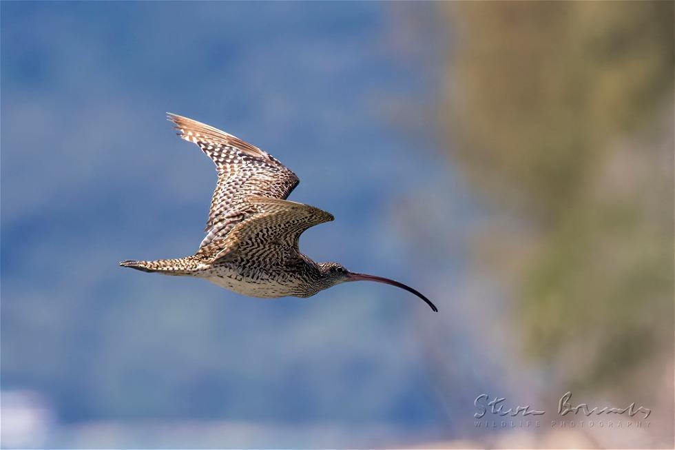 Far Eastern Curlew (Numenius madagascariensis)