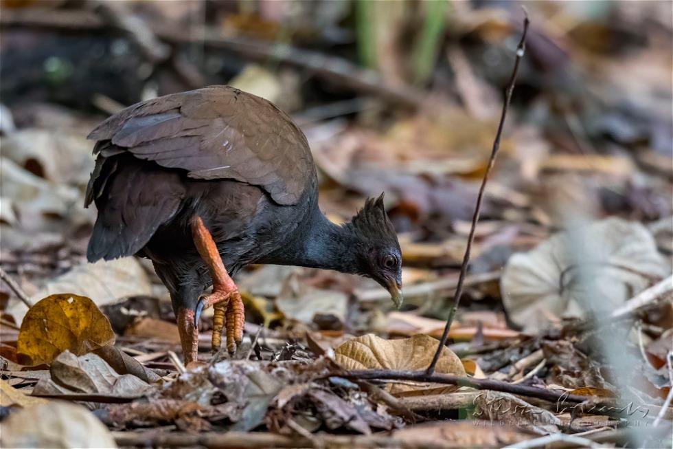 Orange-footed Scrubfowl (Megapodius reinwardt)