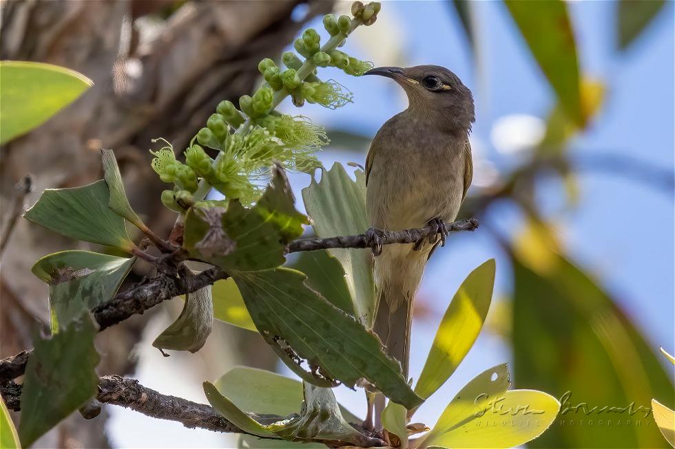 Brown Honeyeater (Lichmera indistincta)