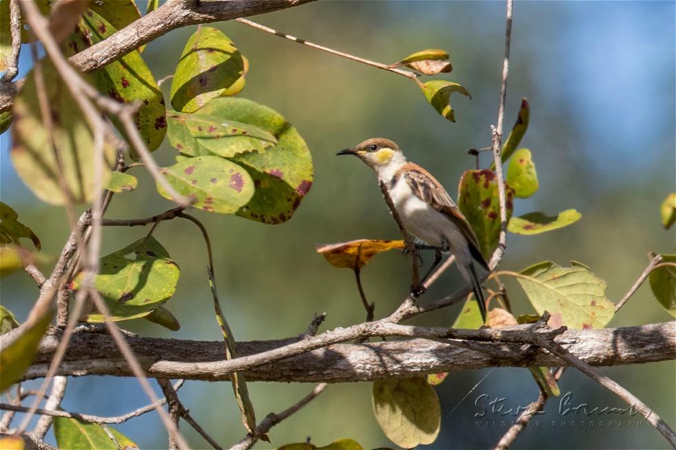 Banded Honeyeater (Cissomela pectoralis)