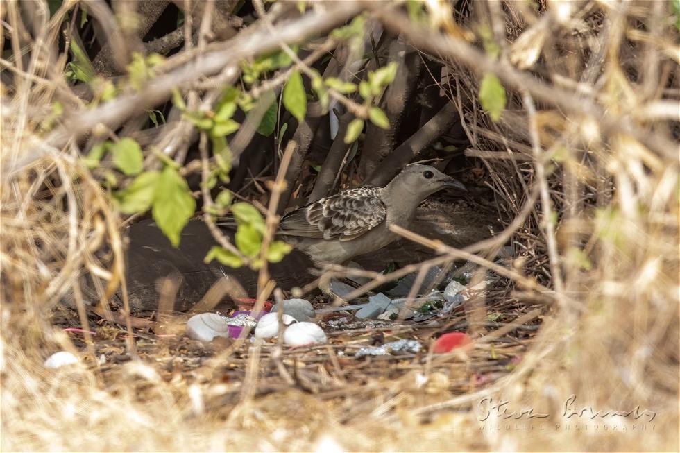 Great Bowerbird (Chlamydera nuchalis)