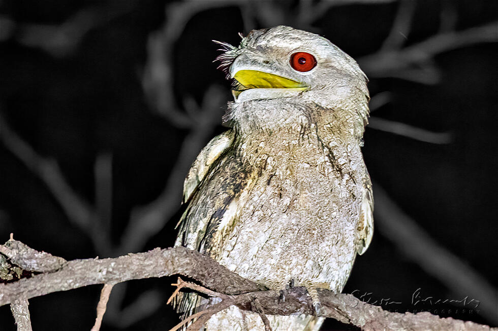 Papuan Frogmouth (Podargus papuensis)