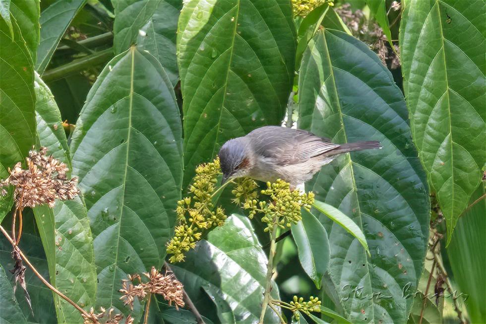 Striated Yuhina (Yuhina castaniceps)