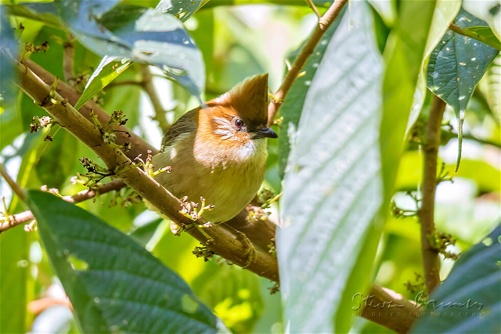 White-naped Yuhina (Yuhina bakeri)