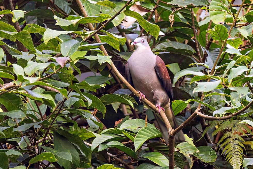 Mountain Imperial Pigeon (Ducula badia)