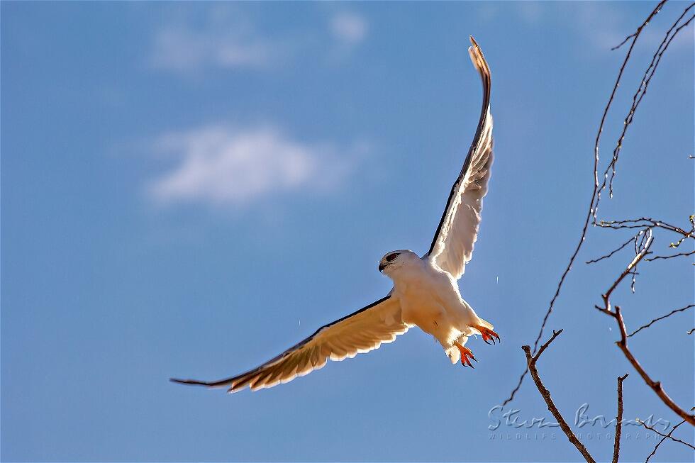 Black-shouldered Kite (Elanus axillaris)